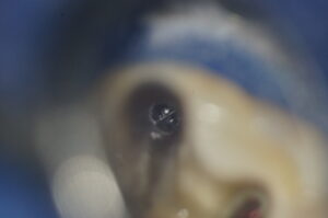 DSC03256-300×199 DSC03256-300×199