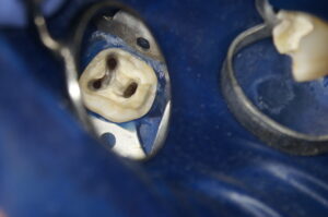 DSC03302-300×199 DSC03302-300×199